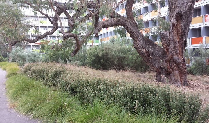 Pametnim urbanim planiranjem mogu se sačuvati stara stabla i povjesna divljina koju sa sobom nose