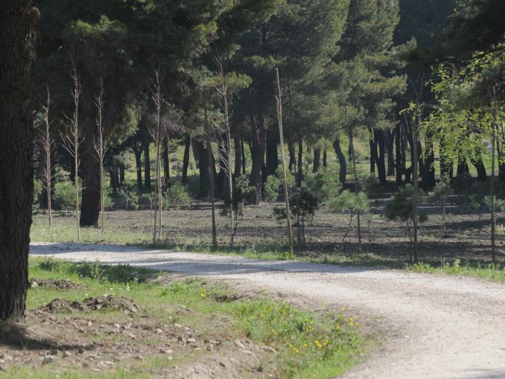 Glavni grad koji sadi najveću šumu u Europi