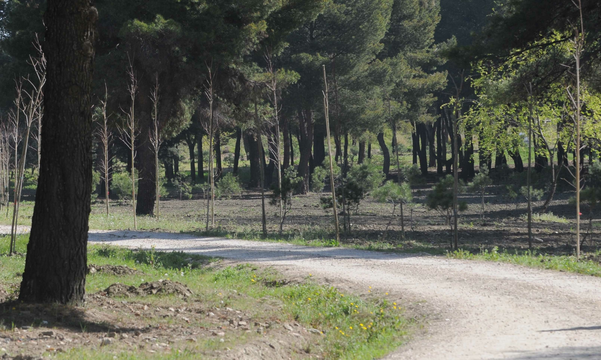 Glavni grad koji sadi najveću šumu u Europi