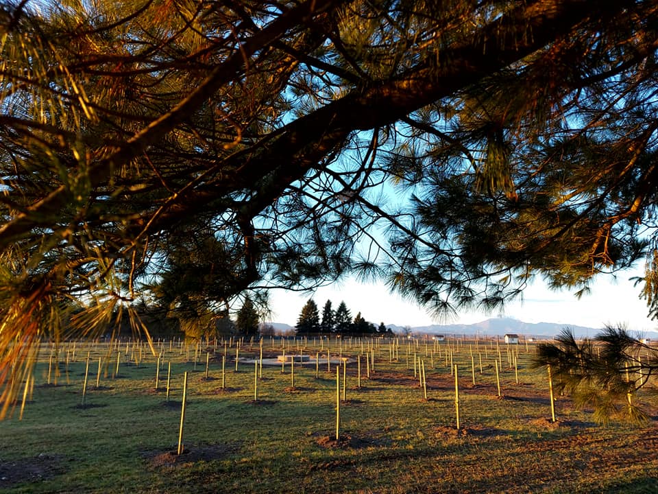 U Varaždinu je nastao prvi javni voćnjak u ovom dijelu Europe