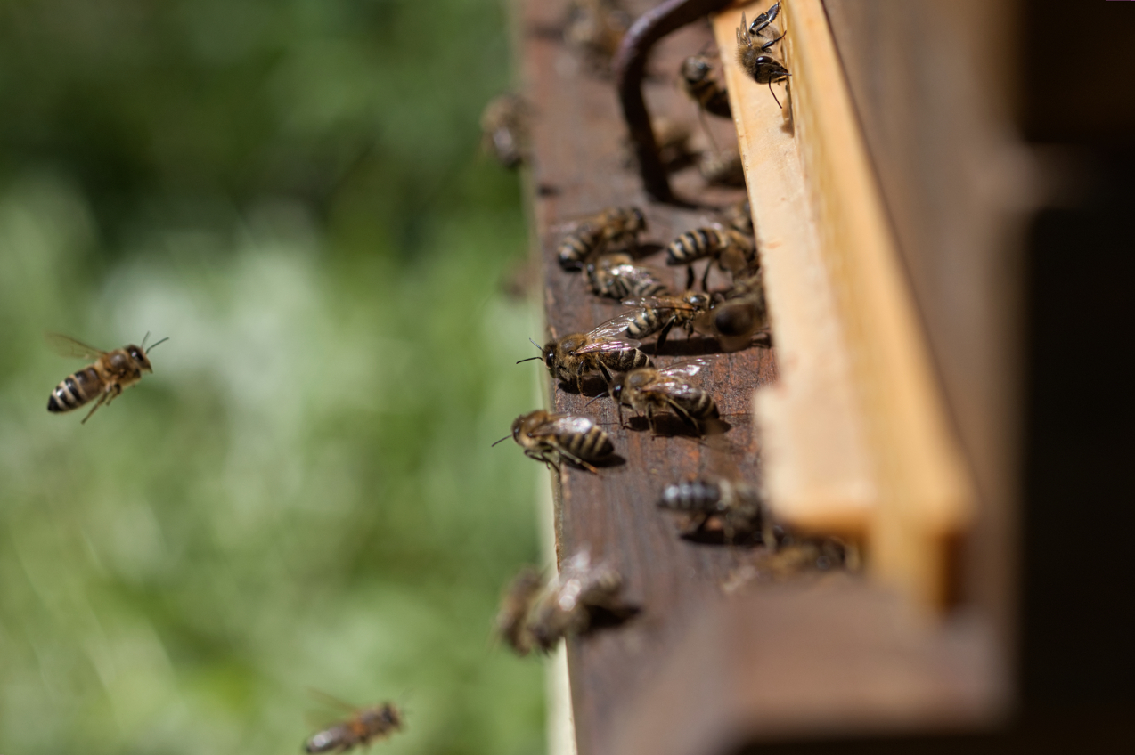 Projekt Bees to Brno uči građane o važnosti urbanog suživota sa pčelama