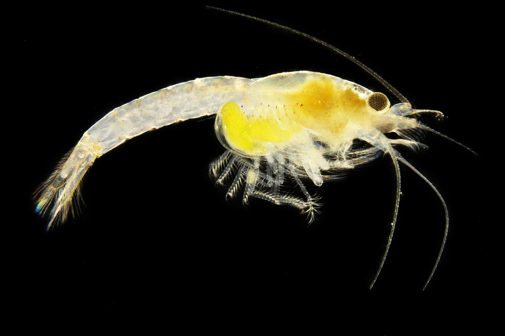 U bečkom zoološkom vrtu otkrivena nova životinjska vrsta