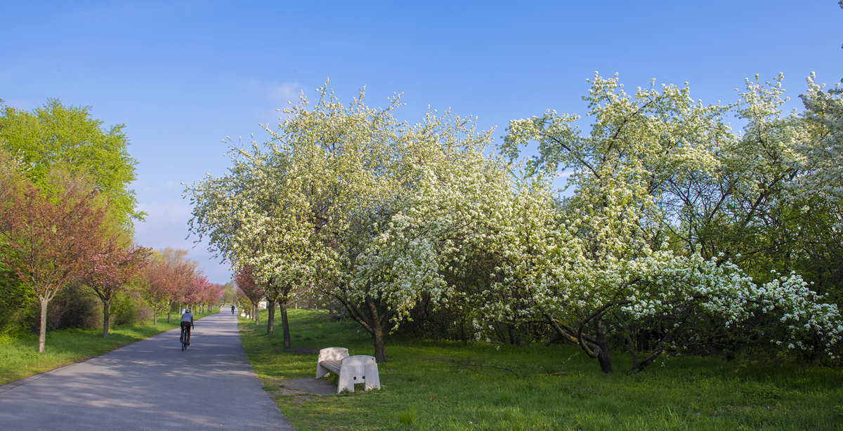 Grad Beč bilježi rekordan broj biciklista