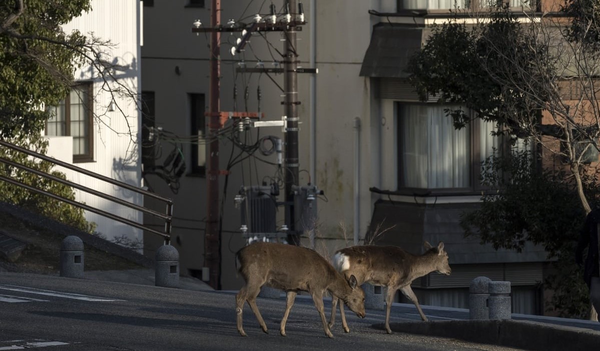 Gradovi – akceleratori životinjske i biljne evolucije