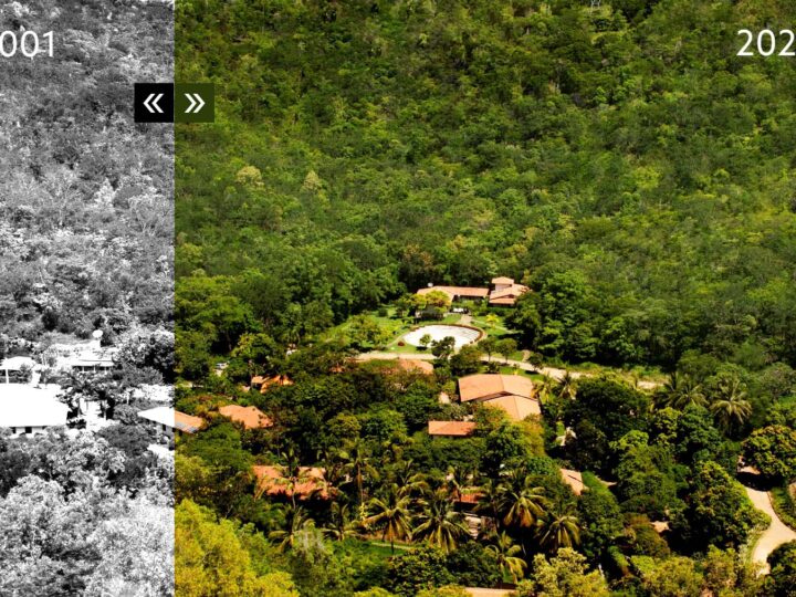 Slavni fotograf Sebastião Salgado sa ženom zasadio dva miliona stabala i potpuno obnovio šumu!
