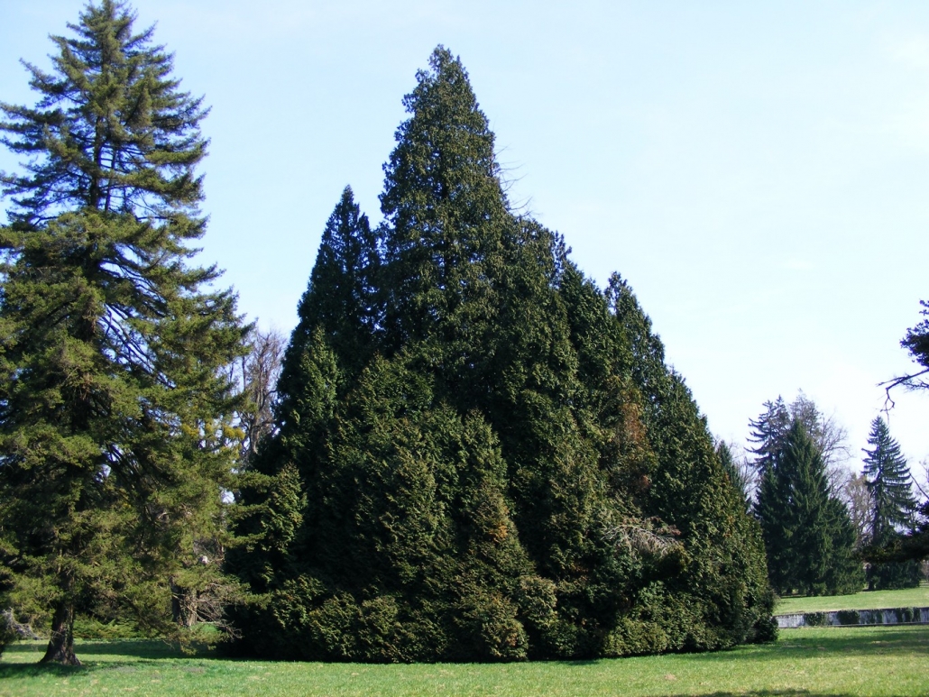 Počelo je natjecanje Hrvatsko stablo 2021. godine