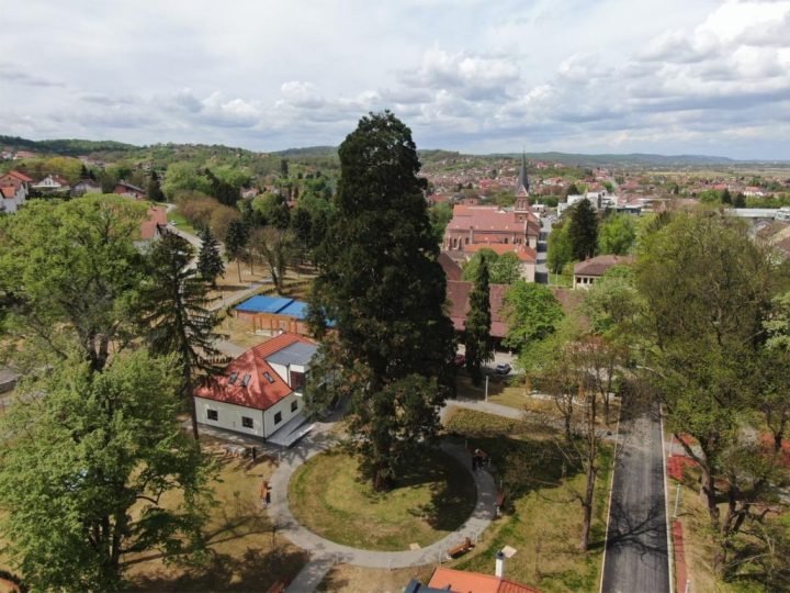 Stoljetni div u srcu Slavonije predstavljat će Republiku Hrvatsku na međunarodnom natjecanju Europsko stablo 2022. godine