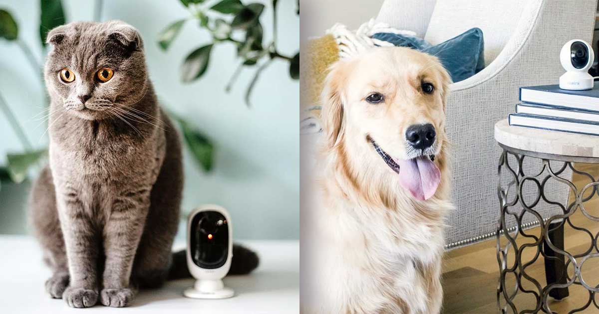 Kamere za kućne ljubimce – otkrijte potpuno novi svijet video nadzora pomoću pet kamera