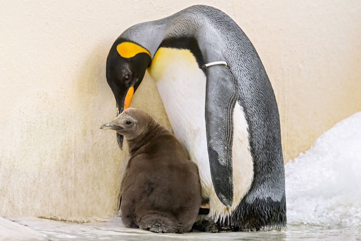 Prinova kraljevskog pingvina u bečkom zoološkom vrtu