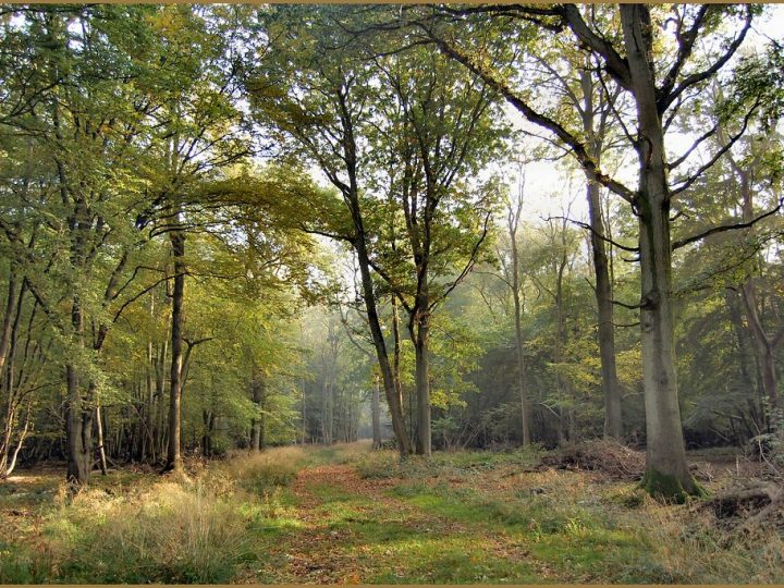 Eksperiment u divljini pokazuje što je moguće kada se prirodi dopusti da besplatno stvori bogatu šumu