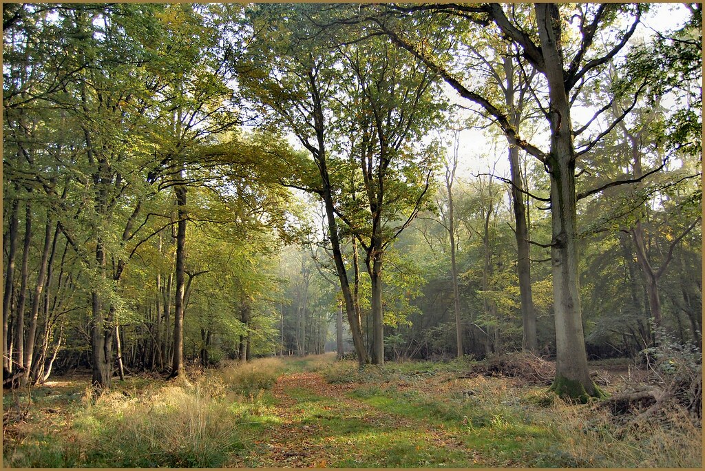 Eksperiment u divljini pokazuje što je moguće kada se prirodi dopusti da besplatno stvori bogatu šumu