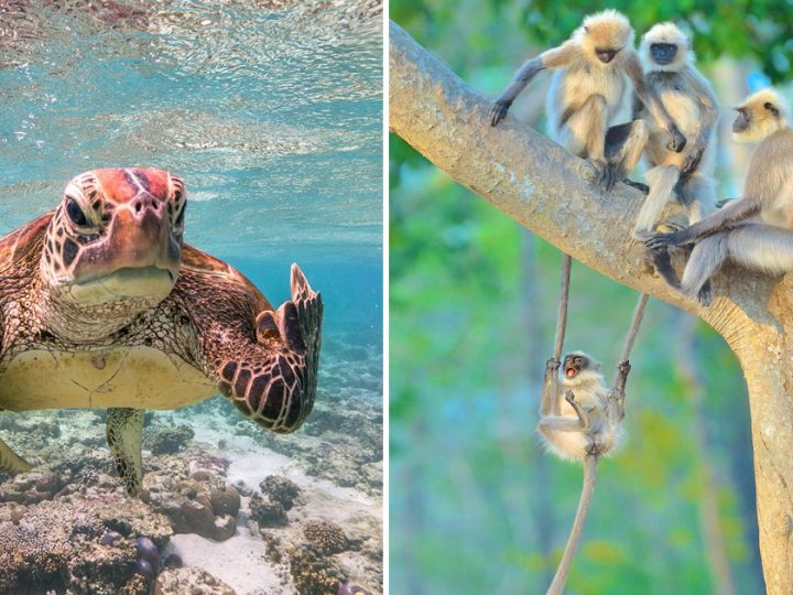 Urnebesni dobitnici nagrade Comedy Wildlife Photography Awards