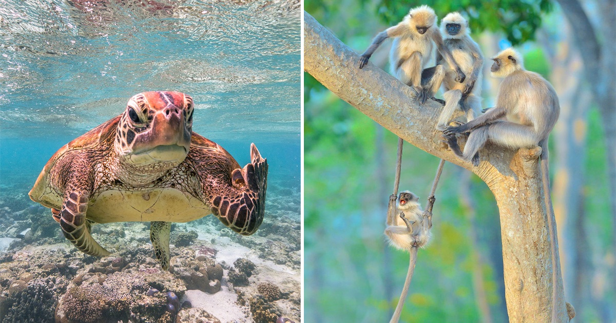Urnebesni dobitnici nagrade Comedy Wildlife Photography Awards