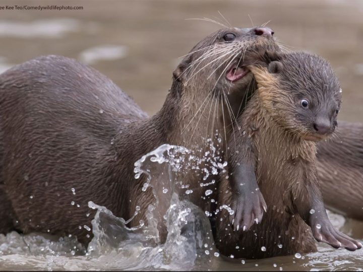 19 smiješnih finalista na dodjeli nagrada Comedy Wildlife Photo Awards 2021. godine