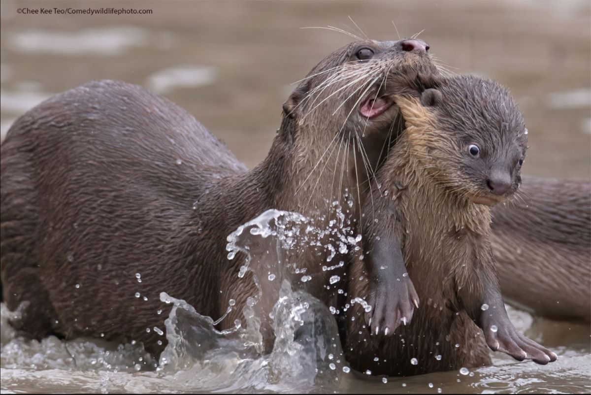 19 smiješnih finalista na dodjeli nagrada Comedy Wildlife Photo Awards 2021. godine