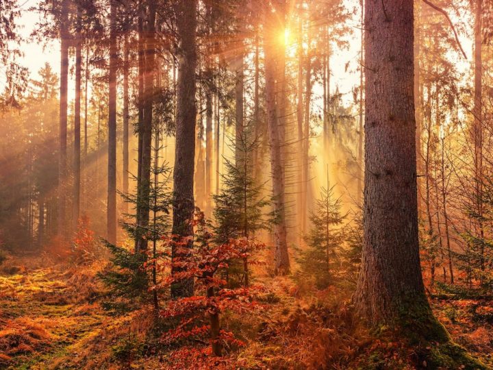 Kako bi spasili šume, znanstvenici spajaju drveće na Twitter i rade “internet drveća”