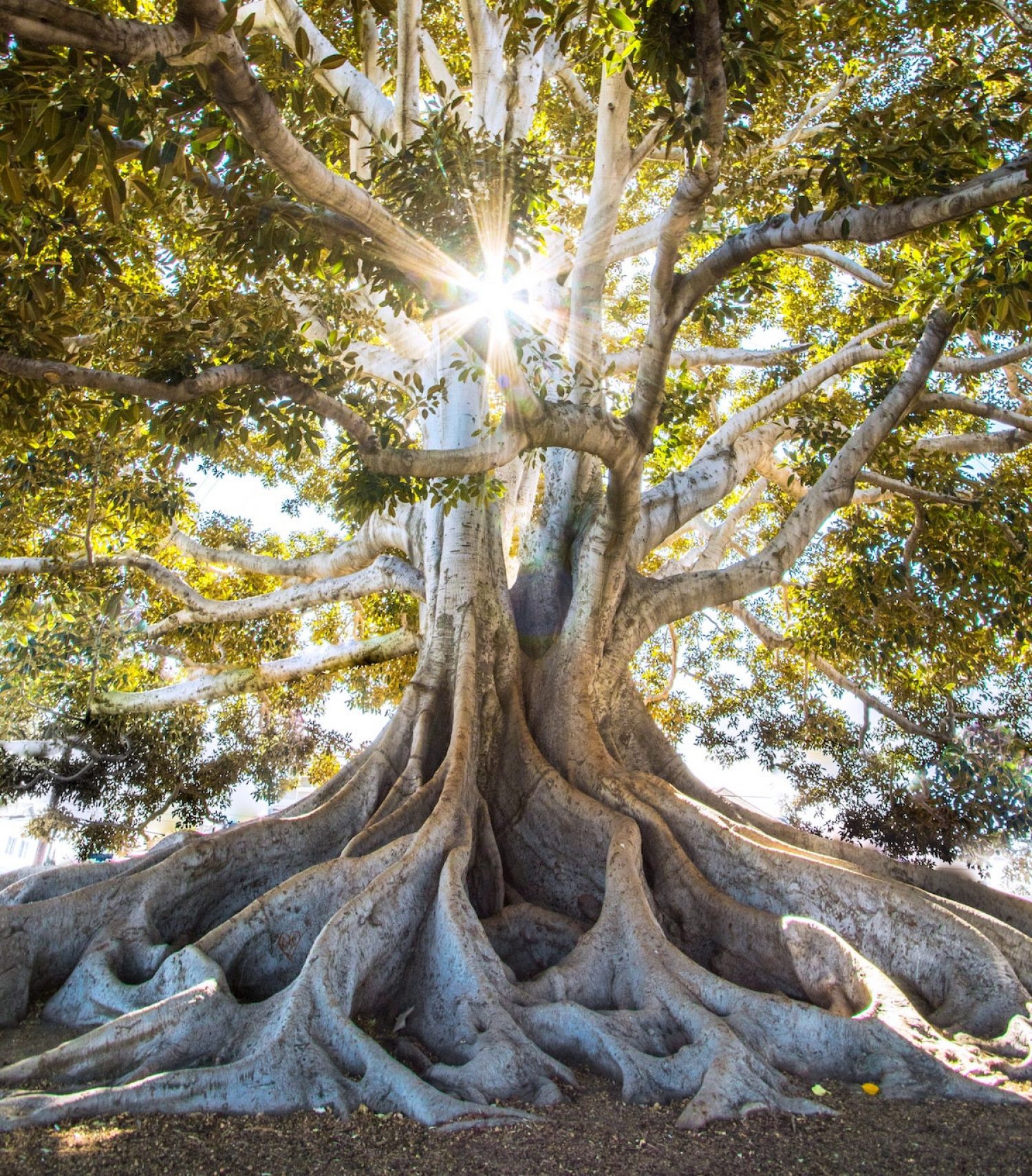 Drveće apsorbira dva puta više ugljika nego što se do sada mislilo!