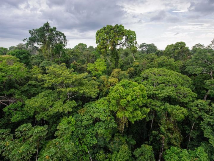 Zašto gradovima trebaju zdrave tropske šume