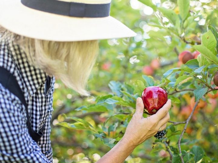 Parma uzgaja prvu urbanu šumu za proizvodnju hrane u Italiji
