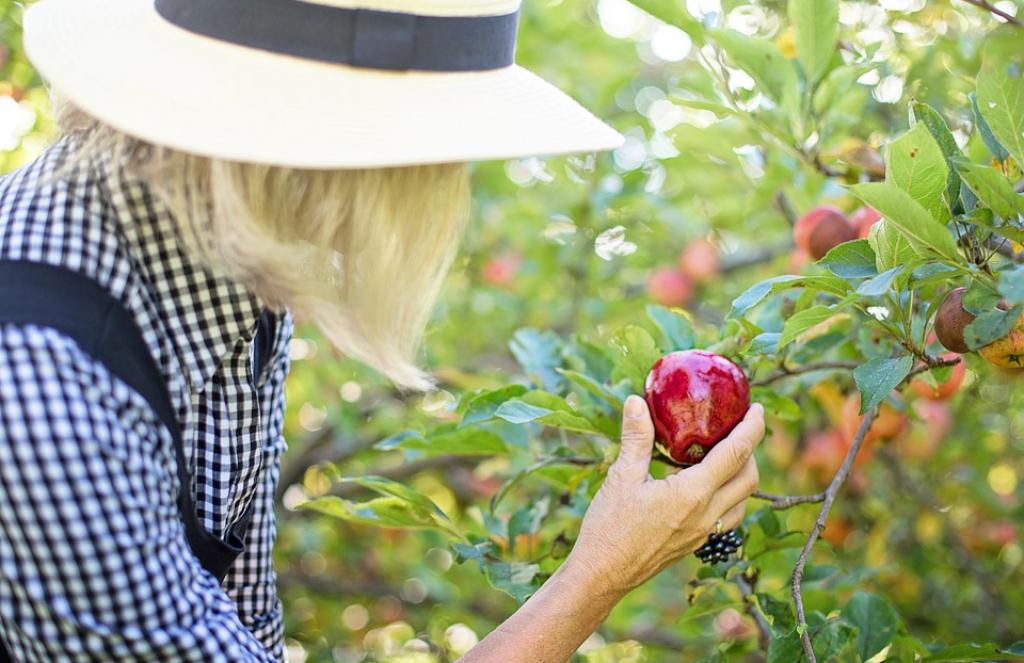 Parma uzgaja prvu urbanu šumu za proizvodnju hrane u Italiji