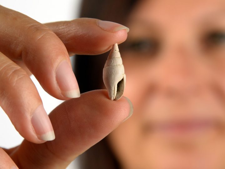 Prirodoslovni muzej u Beču otkrio 33 nove vrste puževa