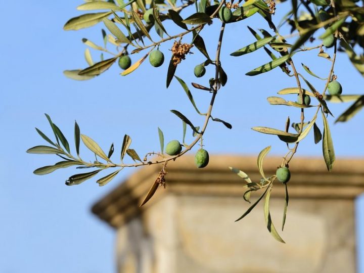 Stanovnici Firence sada mogu posvojiti maslinik