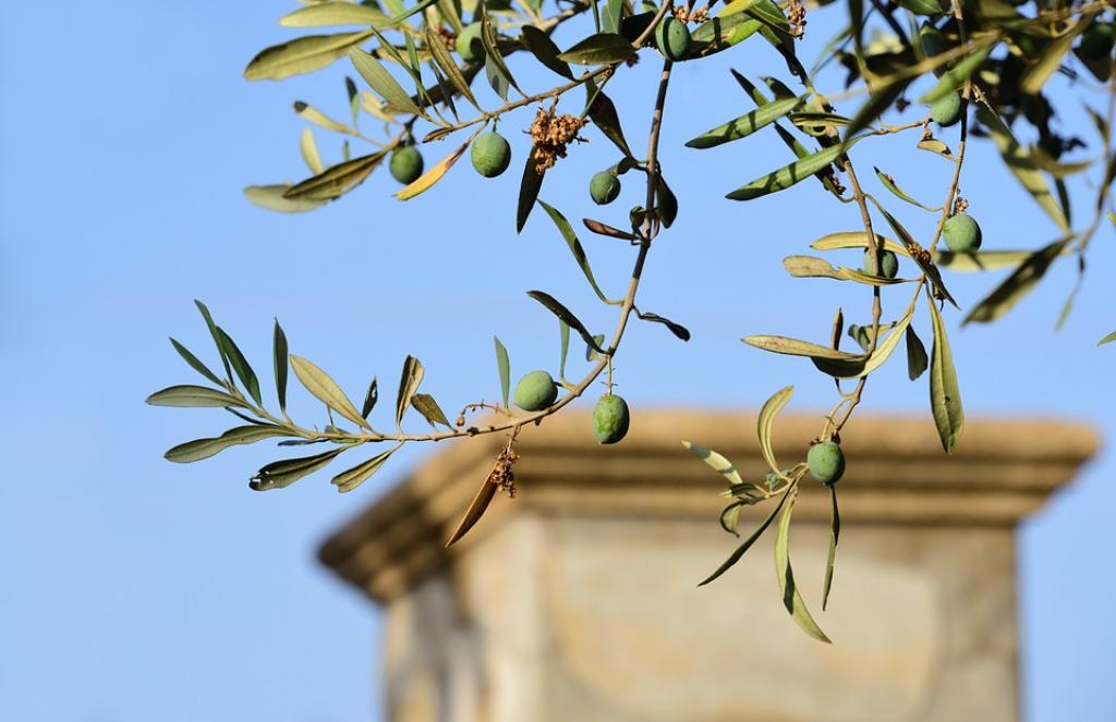 Stanovnici Firence sada mogu posvojiti maslinik