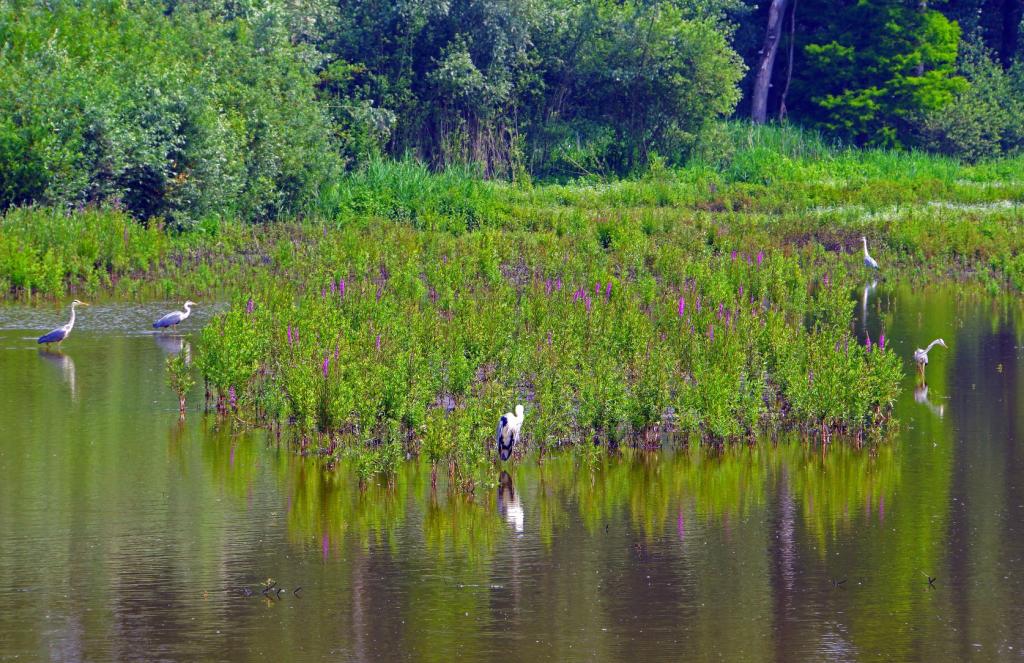 Komisija pokrenula natječaj za nagrade Zelena prijestolnica Europe i Zeleni list 2026.