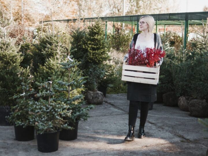 Pozivamo vas da budete održivi sa božićnim drvcima ove godine