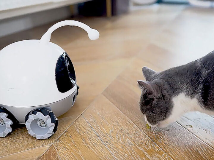 Robot Rocki ispaljuje poslastice i igra se s usamljenim kućnim ljubimcima