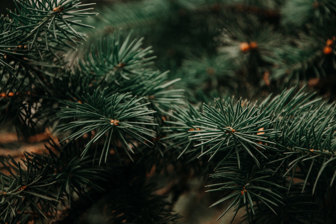 Više od 200 ljudi iskopalo je vlastito božićno drvce u belgijskom nacionalnom parku