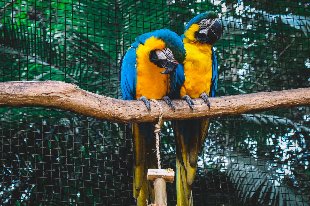 Barcelona će dobiti ‘zamrznuti zoološki vrt’