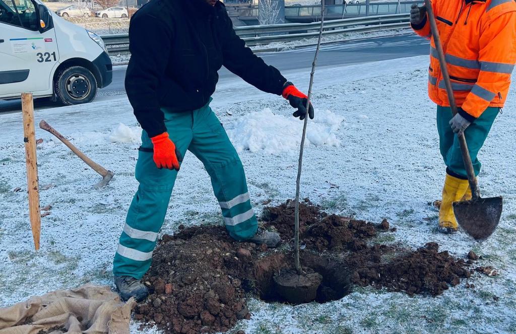 Zašto Ljubljana sadi drveće na temperaturama ispod nule?
