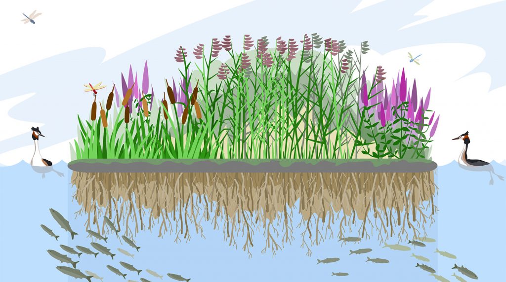 Pametne regije: Plutajući otoci pomažu u borbi protiv zagađujućih hranjivih tvari poput dušika i fosfora u području južnog Baltičkog mora