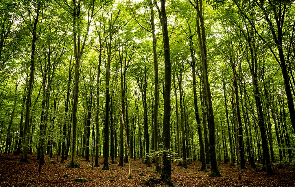 GRADNJA: Stvarno, odakle dolazi drvo za gradnju?
