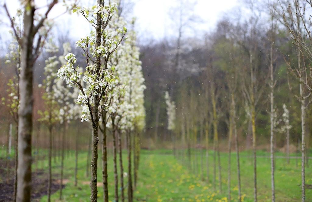 Nakon godine klimatskih inicijativa, Beč se raduje zelenijoj 2022