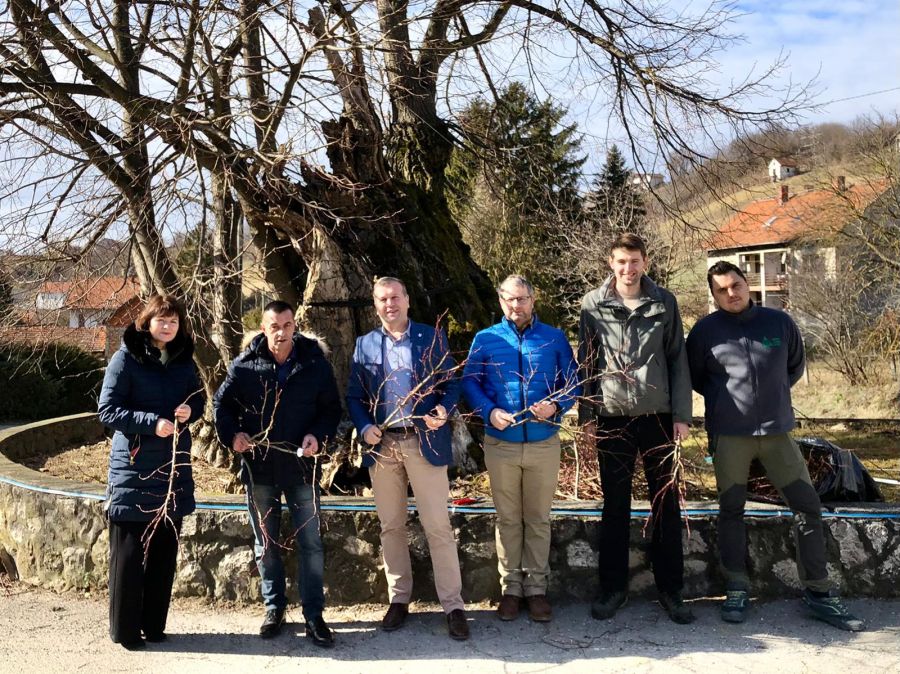“Belina lipa“ u Visokom, jedno od najstarijih stabala u Hrvatskoj, bit će očuvana