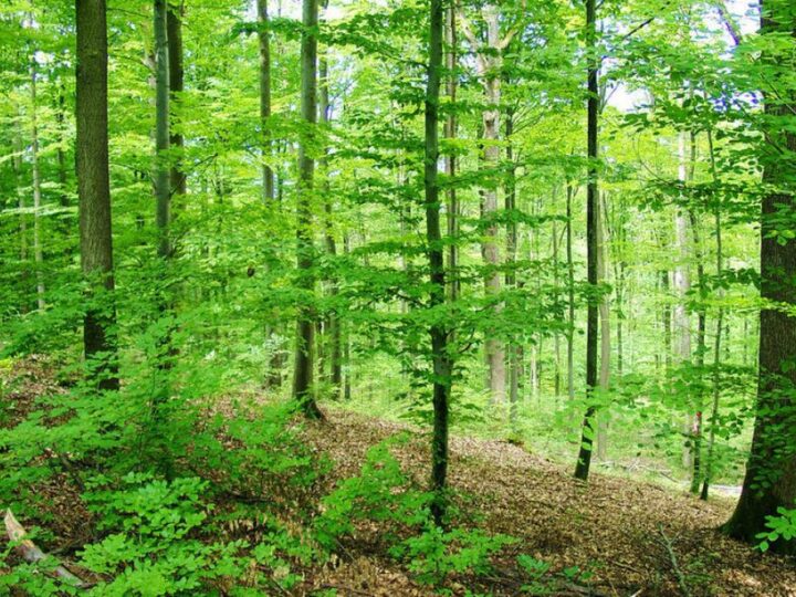 Stuttgart planira pripremiti šume za klimatske promjene