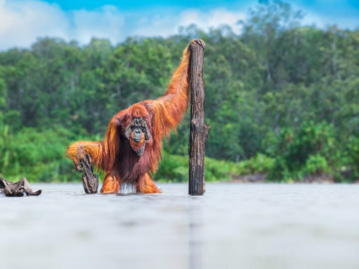 NAJBOLJE OD PRIRODE U SLIKAMA: Svi dobitnici ovogodišnjih nagrada World Nature Photography Awards