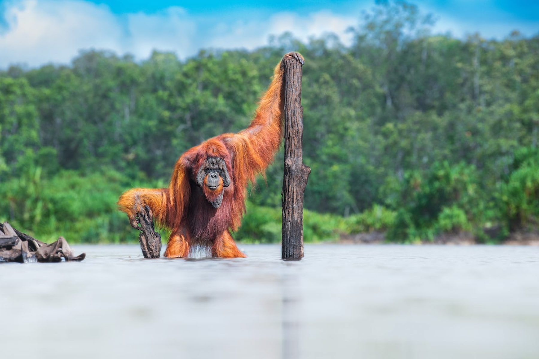 NAJBOLJE OD PRIRODE U SLIKAMA: Svi dobitnici ovogodišnjih nagrada World Nature Photography Awards