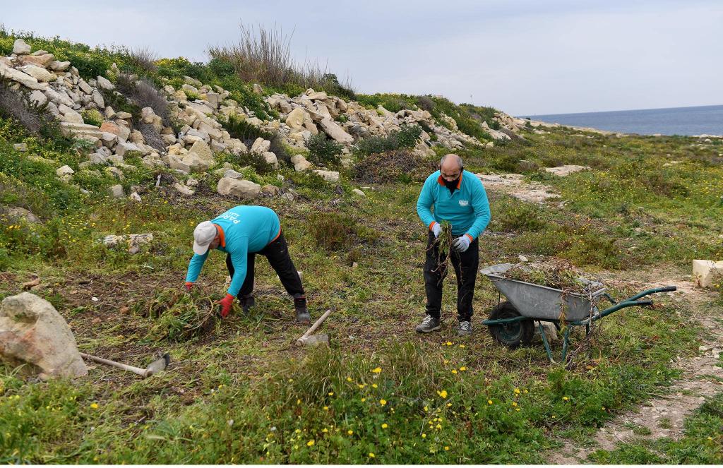 Malta pokreće ambiciozan projekt pošumljavanja vrijedan 20 milijuna eura