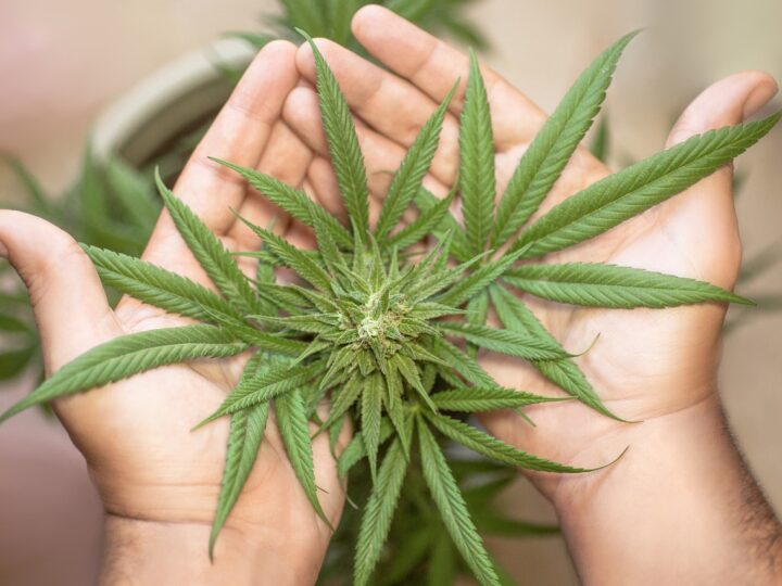 Grad Milano će lobirati za liberalizaciju lakih droga u Italiji