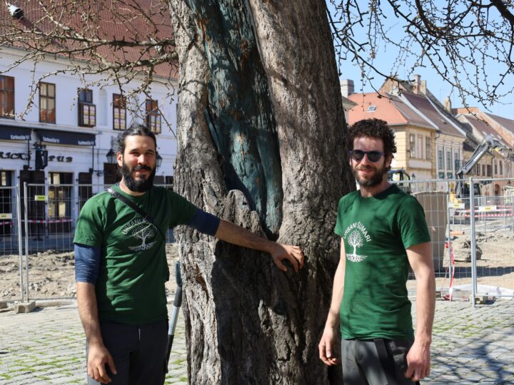 Posebna pažnja stablu ginka dok traju radovi na obnovi Tvrđe