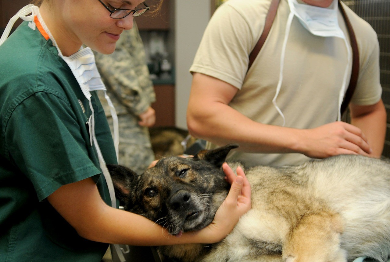 Besplatna edukacija, prehrana i savjetovanje za ukrajinske studente veterine u Zagrebu