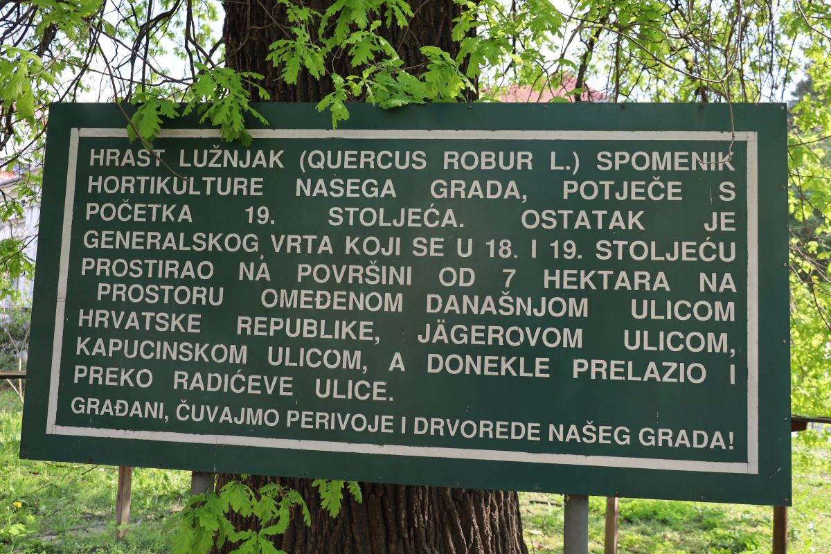Orezivanjem suhih grana Grad Osijek nastoji produljiti život hrastu lužnjaku u Jägerovoj