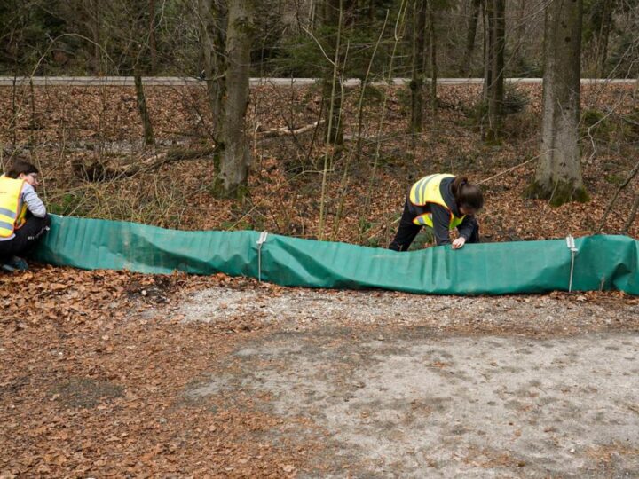 Ljubljana već godinama pomaže u parenju gradskih vodozemaca