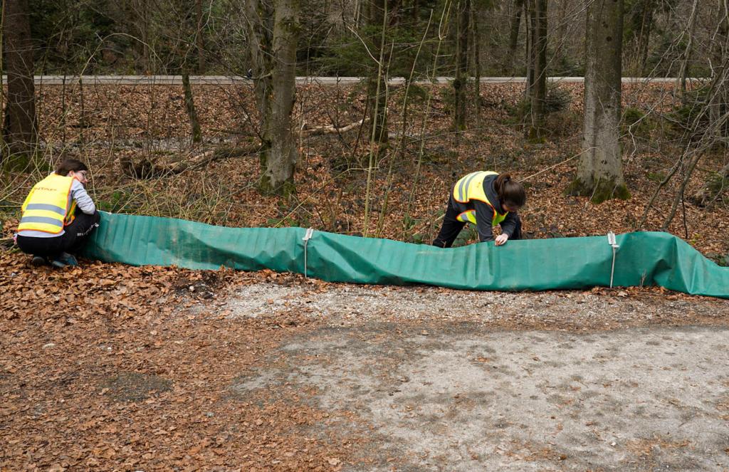 Ljubljana već godinama pomaže u parenju gradskih vodozemaca