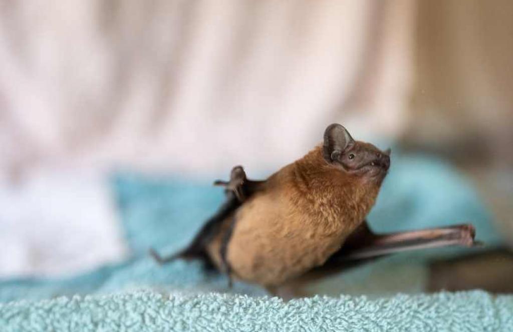 Beč otvara najsuvremeniju ustanovu za njegu šišmiša jer su važan dio urbanog ekosustava