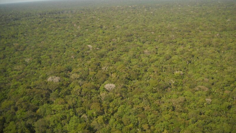 Najveće nacije koje imaju tropske šume udružuju snage kako bi ih spasile