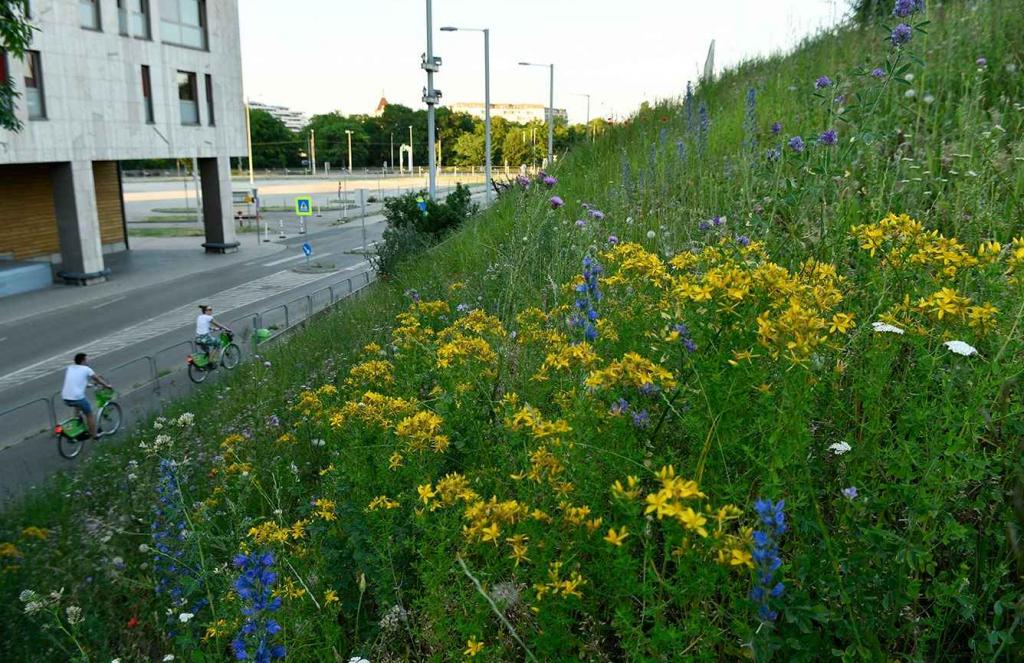 Zaštićene biljke počele su se pojavljivati u “zonama divljeg cvijeća” u Budimpešti